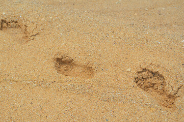 Human footprint on sand summer tropical beach background with copyspace.
Footprints on a golden beach sand background
