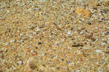 Beach sand background, close up, Low angle view of brown sandy surface in tropical resort. Vacation and summer holiday concept. Selective focus.Sand texture background
