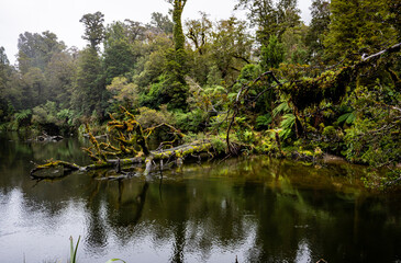 Lush new zealand west coast forest bush jungle wild plants 