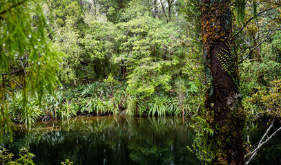 Obraz premium Lush new zealand west coast forest bush jungle wild plants 