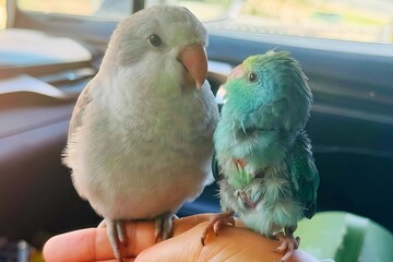 pair of different parrots love no matter who you are 
