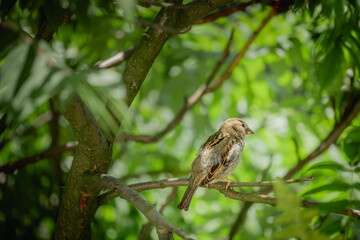 Sparrow on a branch