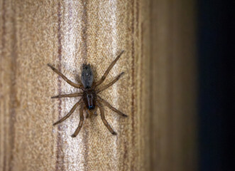 spider on the wall