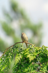 Sparrow on a branch
