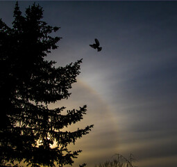 silhouette of a tree in the sunset
