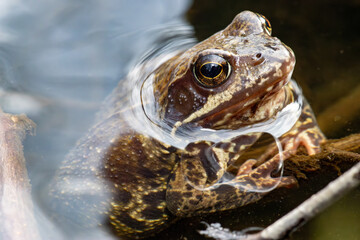 frog in the water
