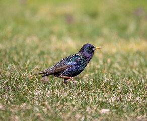 bird on the grass