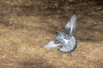 pigeon in flight