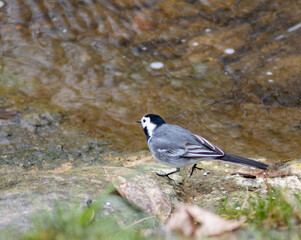bird in water