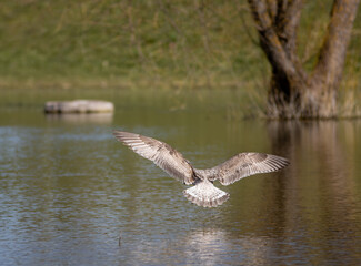 gulls on the lake