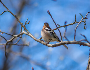 robin on a branch