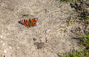 butterfly on the ground