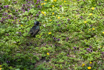 bird on the grass