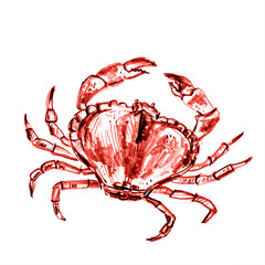 Hand drawn cancer zodiac sign illustration, horoscope background.