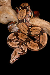 Red-Tailed Boa (Boa constrictor) hanging from a tree branch.