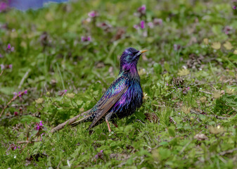 bird on the grass