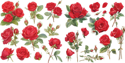 red rose watercolor clipart