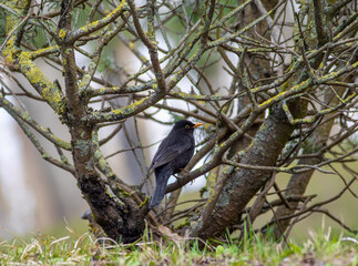 blackbird on a branch