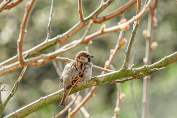 House sparrow 