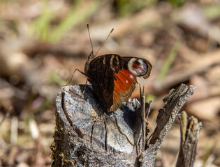 admiral butterfly