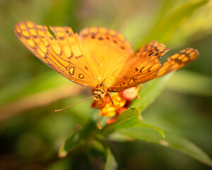 Mariposa sobre flores 05