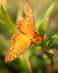 Mariposa sobre flores 04