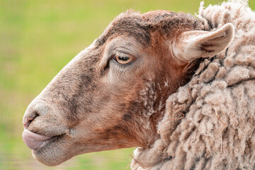 close up of a sheep