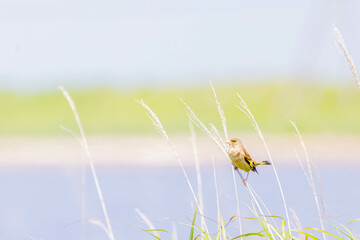 アオカワラヒラ
