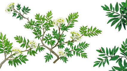Fototapeta premium illustration of green tree branch leaves