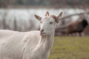 goat on the meadow