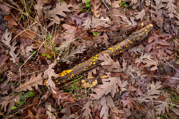 Yellow lichen growing on a fallen branch among dry oak leaves in autumn