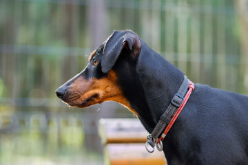 German Pinscher dog, black and tan, close-up portrait, in profile on a green background