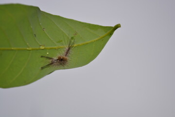 Caterpillar on green leaves