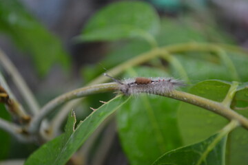 Caterpillar on green leaves