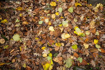 Fallen autumn leaves creating colorful ground cover
