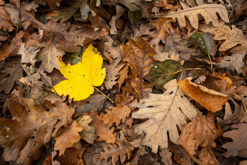 Bright yellow maple leaf standing out among dried brown oak leaves in autumn