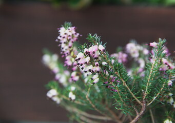 Erica carnea in bloom, the winter heath, winter-flowering heather, spring or alpine heath, species of flowering plant