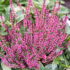 Obraz premium Erica carnea in bloom, the winter heath, winter-flowering heather, spring or alpine heath, species of flowering plant