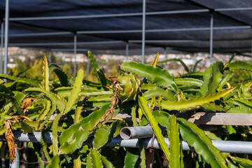 Selenicereus cacti with dragon fruitsin a plantation on the island of Cyprus in Greece with red and...