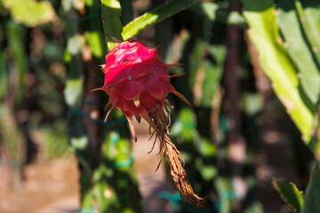 Selenicereus cacti with dragon fruitsin a plantation on the island of Cyprus in Greece with red and green fruits