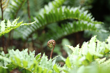 Young fern uncoiling surrounded by full grown leaves