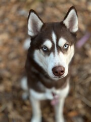 husky portrait © val