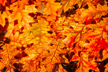 Autumn colors in Canada Quebec 
