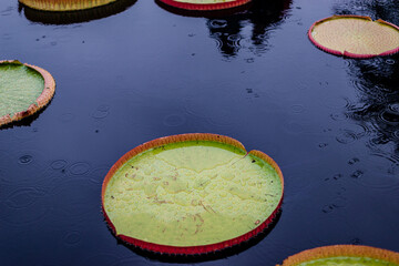 Victoria Amazonia is a species of flowering plant, the second largest in the water lily family Nymphaeaceae