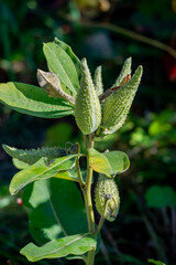 Wild milkweed plant in Fall