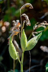 Wild milkweed plant in Fall
