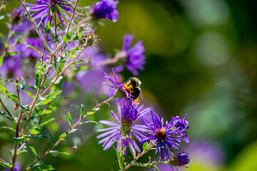 Bee on the flowers in the garden  