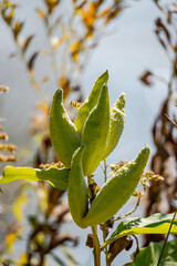 Wild milkweed plant in Fall
