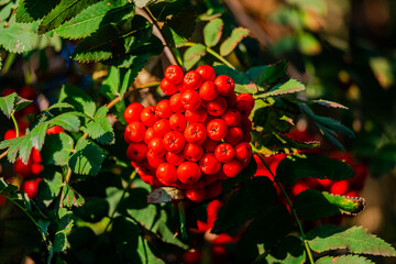 Rowan tree, Ash-berry tree at autumn