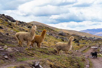 Beautiful alpacas grazing freely on the Ausangate route in Cusco